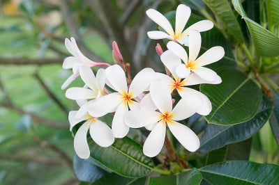 Plumeria white flowers in the garden