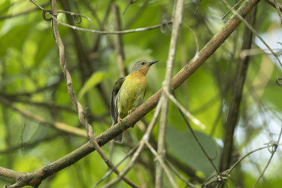红颊太阳鸟女，Chalcoparia singalensis, Dehing, Patkai, WL
