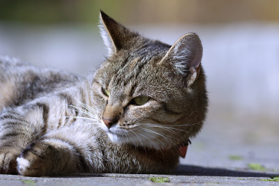 家猫的肖像