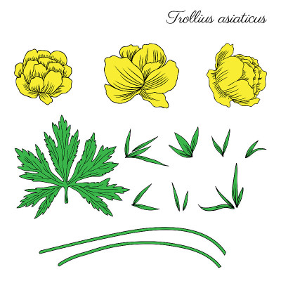 亚洲金盏花，天球花手绘矢量素描孤立在白色，草药彩色图形收集毛茛包装，医药，婚礼请柬，贺卡，化妆品