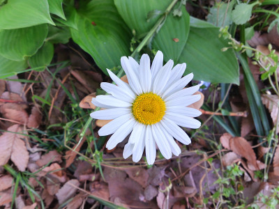 雏菊花