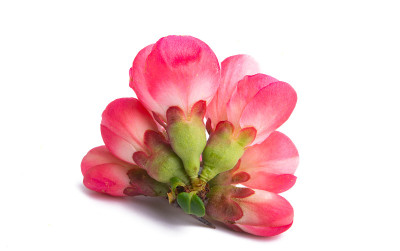 红榅桲花孤立