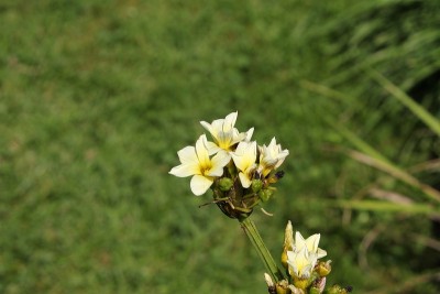 缎子花-西林花纹状体