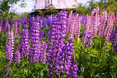 田野里开着一朵卢平花
