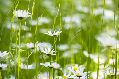 雏菊