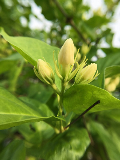 白芽茉莉花在自然花园中绽放