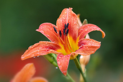 雨后黄花菜