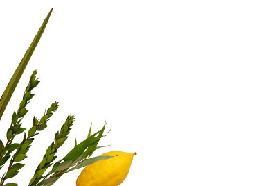犹太人住棚节。传统符号(四种):Etrog, lulav, hadas, arava。孤立在白色