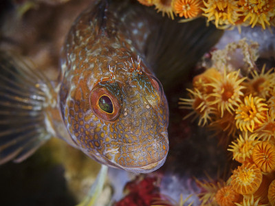 变量blenny，变量Schleimfisch (pilicornis)