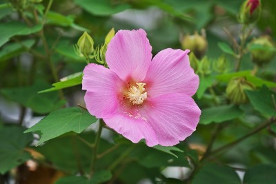 芙蓉