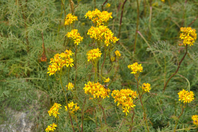 叶土sel (Senecio adonidifolius)