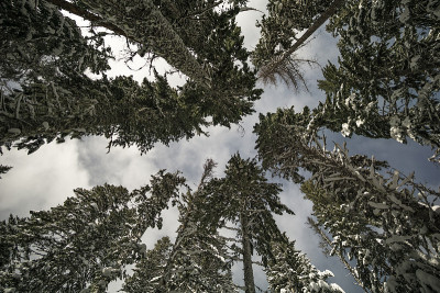 雪树