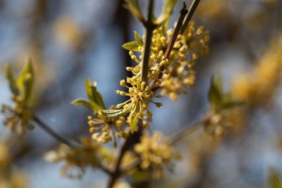 山茱萸的花，山茱萸