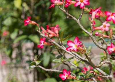 Adenium obesum Balf。或沙漠玫瑰