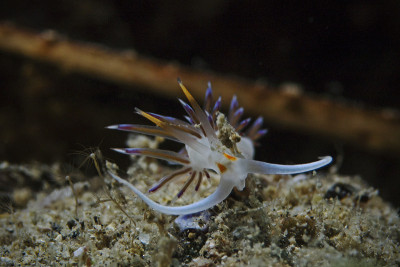海蛞蝓，Blau weiss rote Fadenschnecke，海蛞蝓