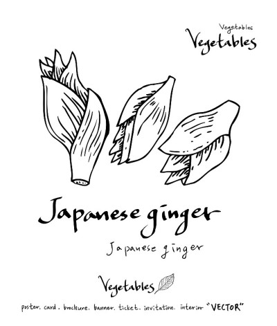 食品菜单插图