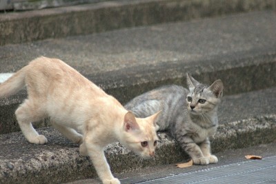 海边的流浪猫