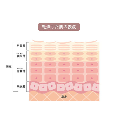 干燥皮肤表皮皮肤结构皮肤图美容学