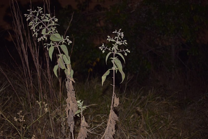 夜幕降临时，树叶飘落。树荫下的植物