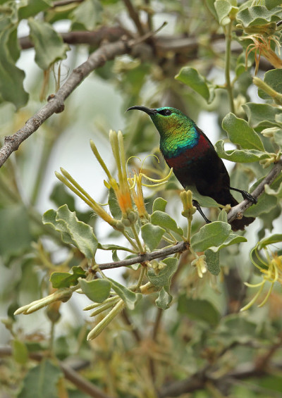 Mariqua Sunbird