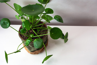 花椒、金银花盆栽。单株俯视图现代绿色室内植物装饰