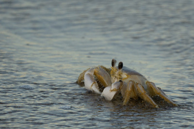 Atlantic Ghost Crab 1
