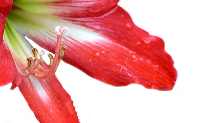 复活节百合的花