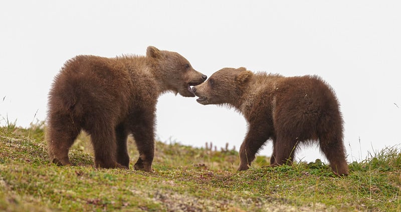 棕熊(Ursus arctos)是在欧亚大陆和北美发现的一种大型熊类