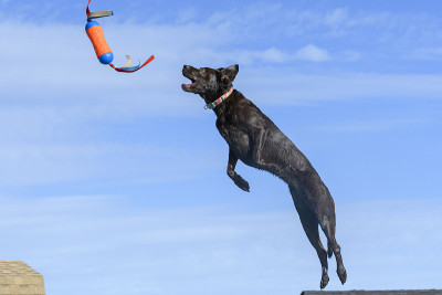 巧克力拉布拉多寻回猎犬，蓝天背后的她正在抓一个玩具