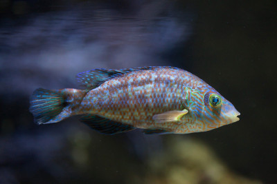 冠翅濑鱼(Symphodus melops)。