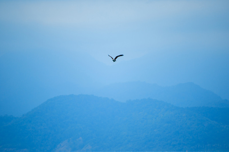 红背海鹰在天空飞翔