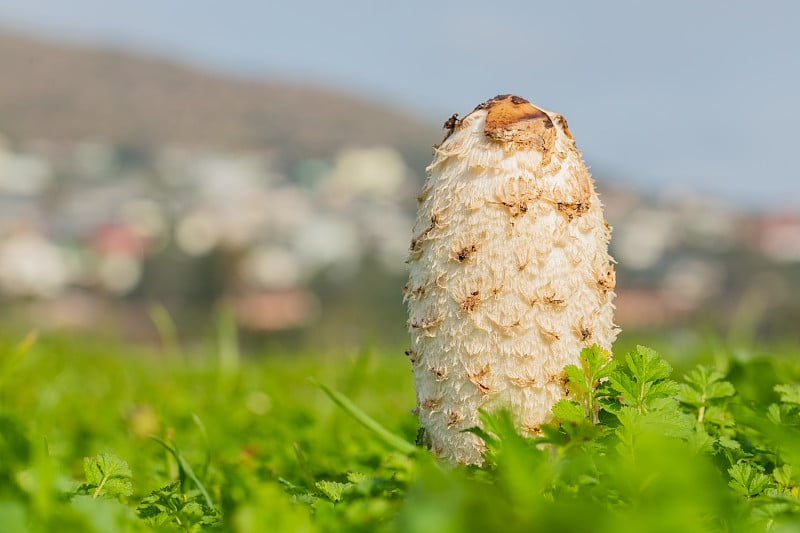 生长在乡村草地上的野生食用蘑菇