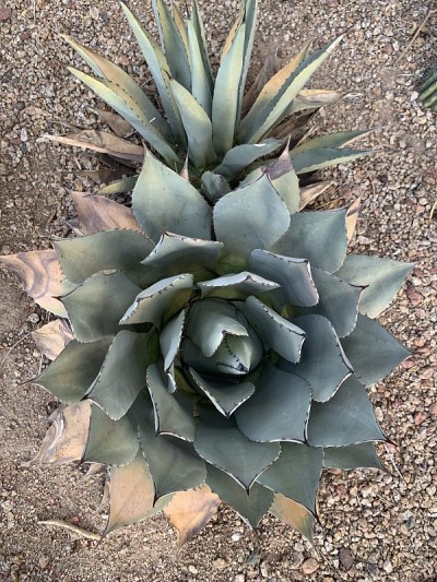 多汁的花
