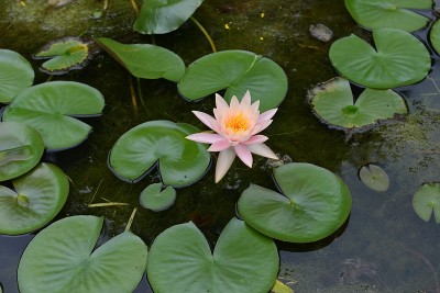 水莲花