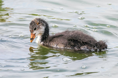 欧亚白骨鸡(Fulica atra)游泳