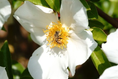 蜜蜂