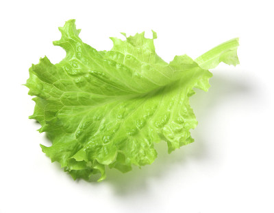 Lattuce叶