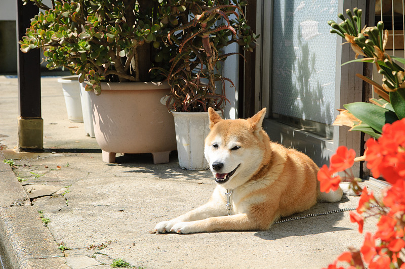 日本柴犬在晒太阳