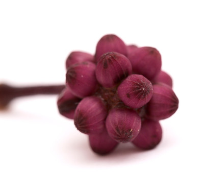 澳大利亚伞树小花蕾簇，孤立在白色背景上