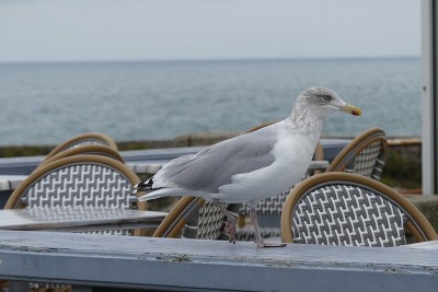 海鸥在餐厅