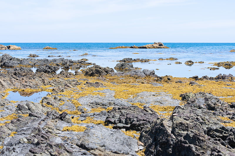 崎岖多岩的海岸线和视野在丰富湾东海岸，新西兰的特卡哈。