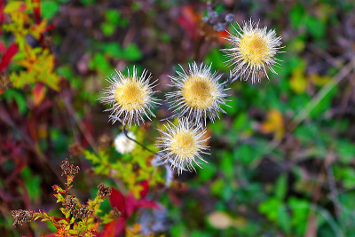 秋园中的四朵干花