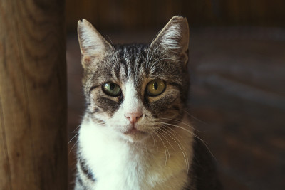 一张虎斑猫的肖像。它有黄色和绿色的眼睛