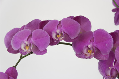 兰花的花