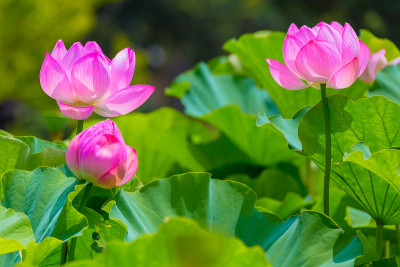 莲花