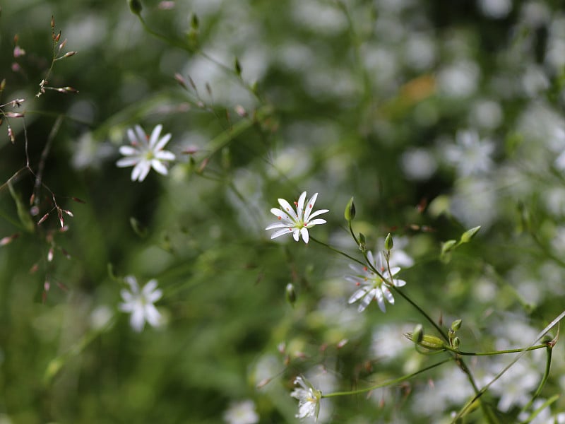 夏日的小白花