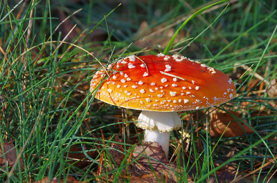 飞行伞菌