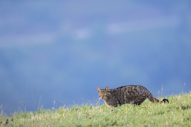 欧洲野猫(野猫)