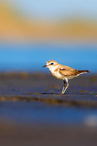 可爱的小水鸟。自然背景。常见的水鸟:肯特鸻。Charadrius alexandrinus。