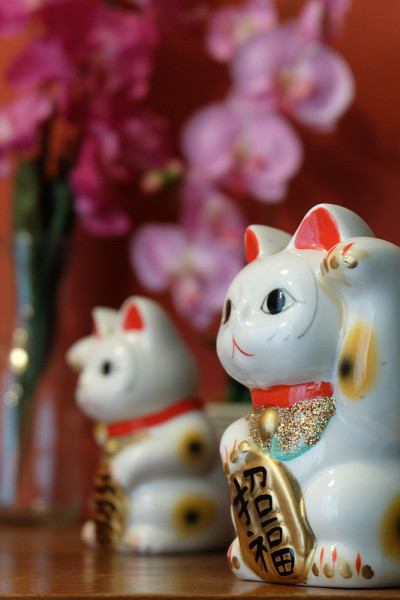 幸运的猫